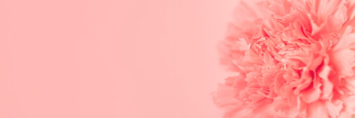 Pink carnation flower on light pink background. Soft focus. Holiday decoration concept. Banner for website.