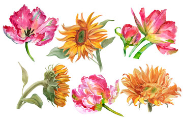 Set of watercolor sunflowers and tulip flowers isolated on white