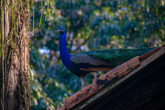 pavorreal de color azul y verde en una teja 