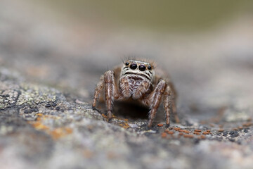 Jumping spider close up