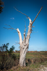 Beautiful winter tropical weather Floridian Landscape