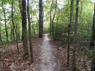 Path In The Forest