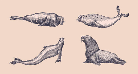 Fur seal, steller sea lion and walrus, ribbon and elephant, earless and harbor seal. Marine creatures, nautical animal or pinnipeds. Vintage retro signs. Doodle style. Hand drawn engraved sketch