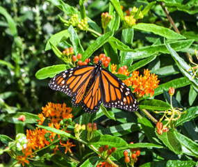Topview of a Monarch butterfly female (Danaus plexippus)  on Butterfly Weed (Asclepias tuberosa). Copy space. Long Island, New York.
