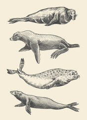 Fur seal, steller sea lion and walrus, ribbon and elephant, earless and harbor seal. Marine creatures, nautical animal or pinnipeds. Vintage retro signs. Doodle style. Hand drawn engraved sketch
