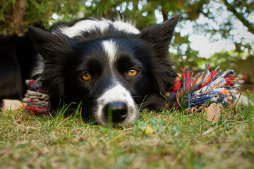 closeup of a wonderful border collie puppy with her toy in the meadow 