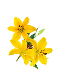 Beautiful Lily flower isolate on white 