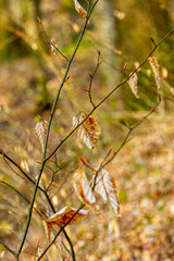 Jolies feuilles dans la nature