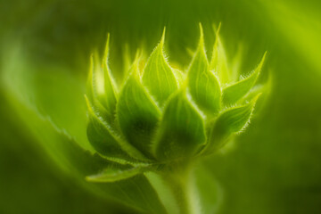 Closeup of spring green  sunflower flower bud in summer garden in southern Maryland
