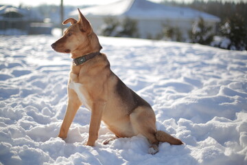 Ginger dog outdoors in winter sunny frosty morning in January