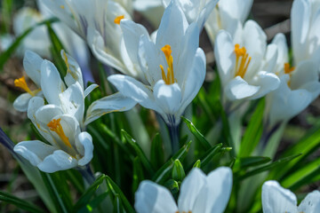 A close up of white crocus flowers growing wild in rural Norfolk