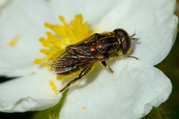 Hoverfly (Merodon sp.)