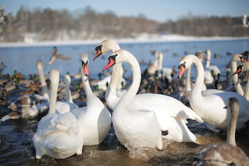 Obraz premium Many swans and ducks in winter on the reservoir near the shore
