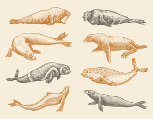 Fur seal, steller sea lion and walrus, ribbon and elephant, earless and harbor seal. Marine creatures, nautical animal or pinnipeds. Vintage retro signs. Doodle style. Hand drawn engraved sketch