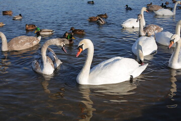 Fototapeta premium Many swans and ducks in winter on the reservoir near the shore