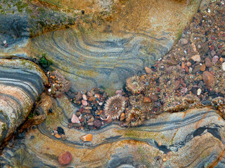 Tidal Pool, Point Lobos, California