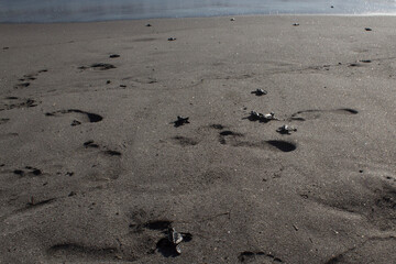 turtles reaching the sea for the first time 