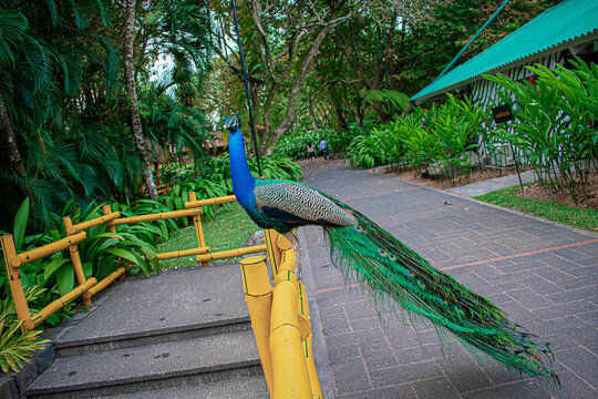 pavorreal parado enzima  de ca&ntilde;a color amarrilla 