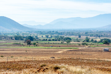 Fototapeta premium Cultivos
