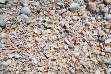 Seashell field. Exposed shellfish mass during low tide.