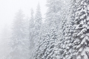 USA, California, Oakhurst. Fir trees in snowfall.