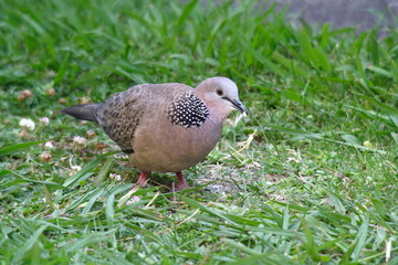 Spotted Dove (Spilopelia chinensis) Australia