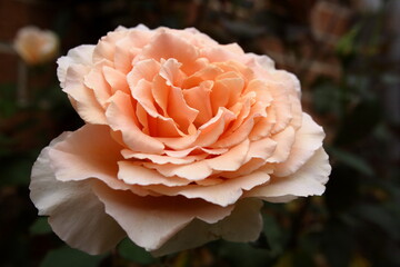 Colorful peach orange Just Joey Rose in full bloom