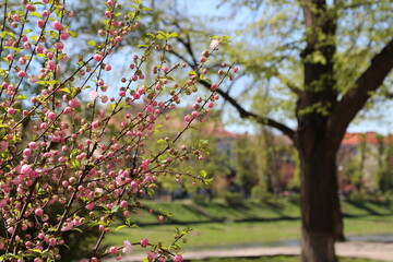 Beautiful green scenery sunny day. River view background. Pink flowers