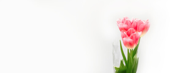 Bouquet of three pink fresh tulips on white background with copy space, empty text place. Online service for the sale and delivery of flowers. International woman day. Happy mother day. Design mockup