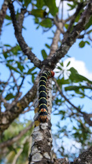 Fototapeta premium Caterpillar Sphinx of Tetrio, the glutton.
