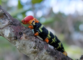 Caterpillar Sphinx of Tetrio, the glutton.