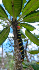 Caterpillar Sphinx of Tetrio, the glutton.