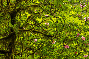 USA, California, Redwoods National Park. Rhododendrons in forest.