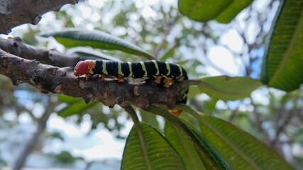 Caterpillar Sphinx of Tetrio, the glutton.
