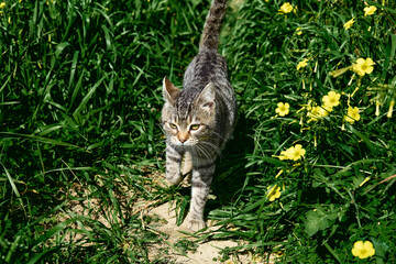 Young gray striped cat is walking on the green grass. Household pet, domestic animals.