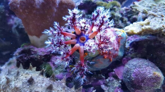 4K video of Sea apple colorful marine invertebrate - Pseudocolochirus violaceus