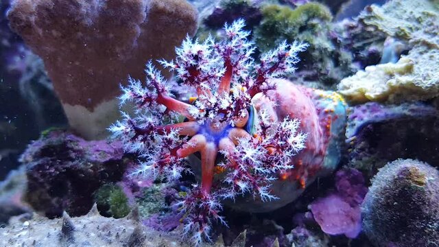 Timelapse video of Sea apple moving tentacles to the mouth - Pseudocolochirus violaceus