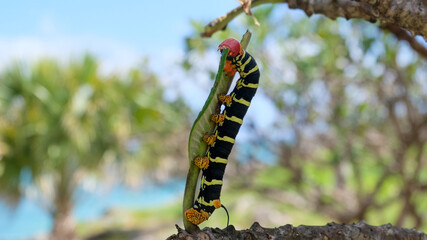 Caterpillar Sphinx of Tetrio, the glutton.