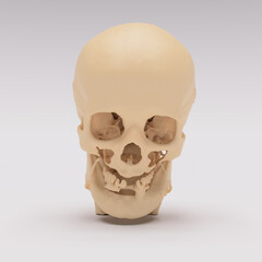 3d rendered human skull