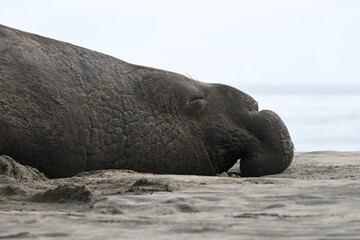 Sleepy elephant seal