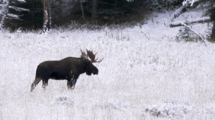 side view of a moose bull standing in a snow covered meadow at yellowstone