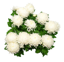 Bouquet of large white chrysanthemum flower isolated on white background. Flat lay, top view