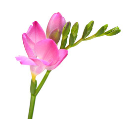 Pink freesia isolated on white background. Beautiful flower