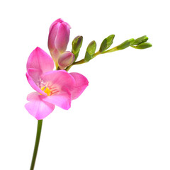 Pink freesia isolated on white background. Beautiful flower - obrazy, fototapety, plakaty