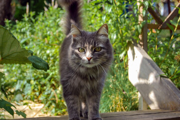 Grey cat in the garden.