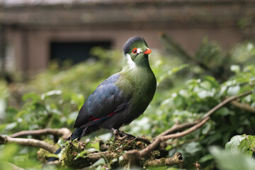 Exotic white cheeked bird turaco Tauraco leucotis