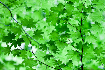 Fototapeta na wymiar USA, California, Redwoods National Park. Spring canopy of vine maple leaves.
