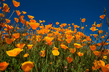 Obraz premium USA, California. Poppies in Rattlesnake Canyon.