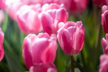 Beautiful bouquet of tulips. colorful tulips. nature background