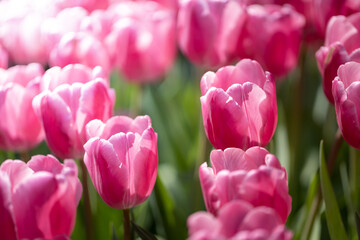 Beautiful bouquet of tulips. colorful tulips. nature background